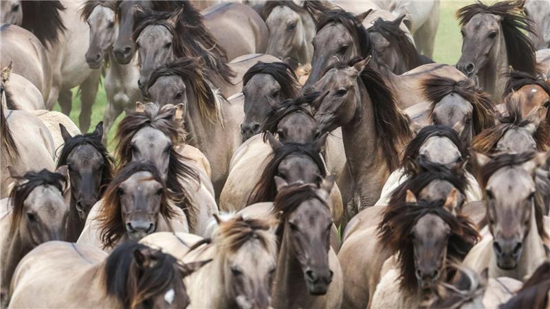 Wildpferde im Münsterland bei Dülmen - einmal im Jahr werden die Junghengste gefangen.
