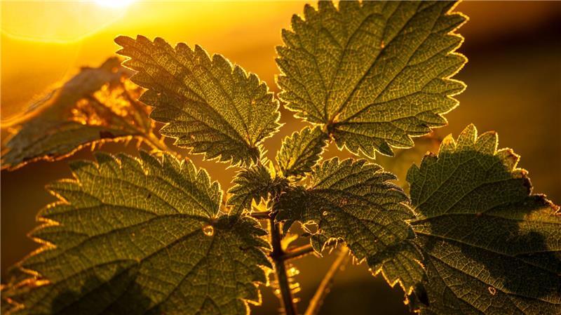 Wildpflanzen wie Brennnesseln oder Klee werden in vielen Gärten an jeder Stelle ausgerissen. (Archivbild)