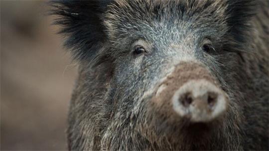 Wildschweine machen Bliedersdorf und Umgebung unsicher. (Symbolbild)