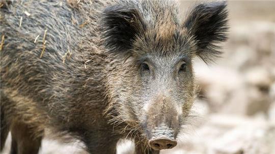 Wildschweine sind in der Stadt Braunlage unterwegs. (Archivbild)