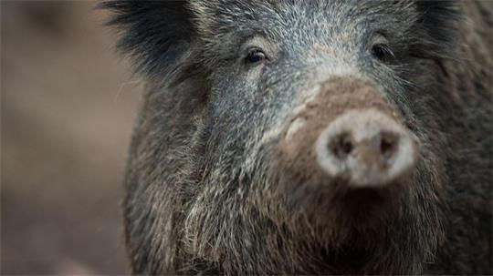 Wildschweine sorgen aktuell für die Sperrung eines Friedhofs in Lübeck. (Symbolbild)