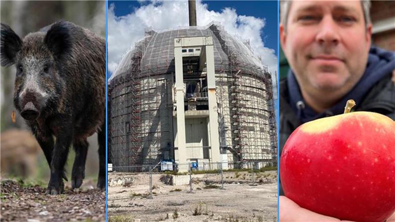 Wildschweine waren 2025 in Jork-Borstel unterwegs, der Betonkuppel des Stader AKW ging es an den Kragen - und: Der erste Apfel für Allergiker kam auf den Markt.