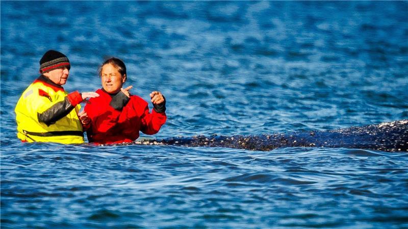 Wildtier und Minister: Umweltminister Till Backhaus war wiederholt direkt am Tier zu sehen.