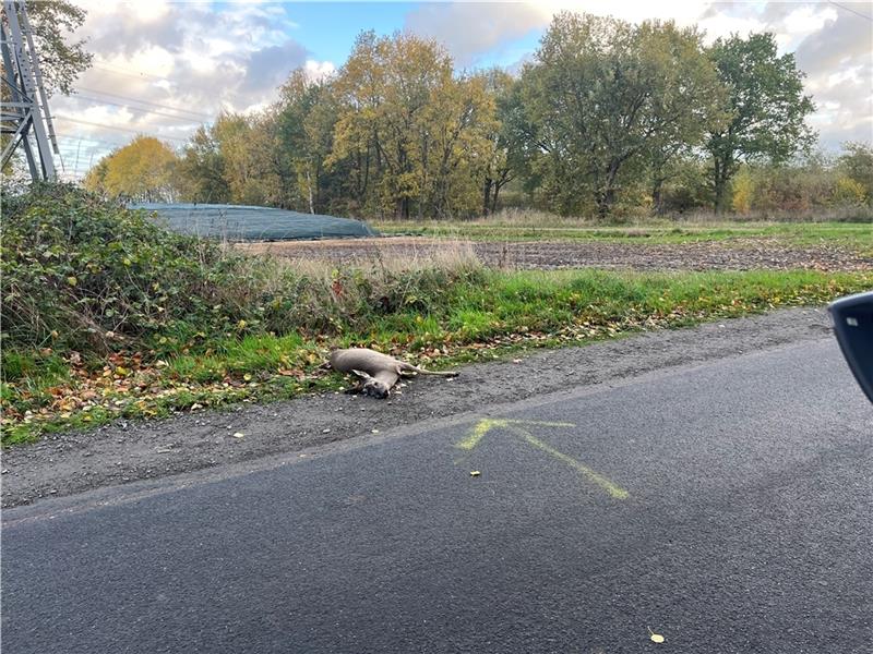 Wildunfall auf der Umleitungsstrecke in Dollern. Foto: Vasel