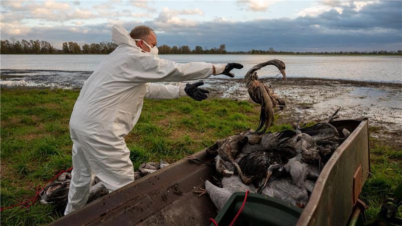 Wildvögel sterben an der Geflügelpest. Im Landkreis Stade dürfen Jäger nun erkrankte Kraniche töten, um das Leid der sterbenden Tiere zu mildern.