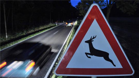 Wildwechsel: Im Herbst ist besondere Vorsicht geboten.