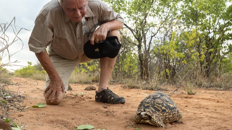15 Millionen Euro investiert: Hamburger Unternehmer rettet Natur und Tiere in Simbabwe Wilfried Pabst entdeckt bei einer Buschwanderung in seinem Naturschutzgebiet Sango im Südosten Simbabwes eine Pantherschildkröte, die bis zu 60 Jahre alt werden kann.