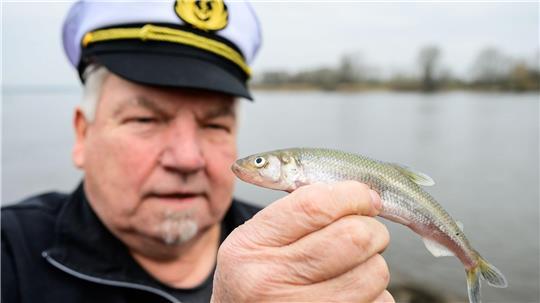 Wilhelm Grube hält einen frisch gefangenen Stint in der Hand. Die Stintsaison in der Elbe nimmt Fahrt auf.