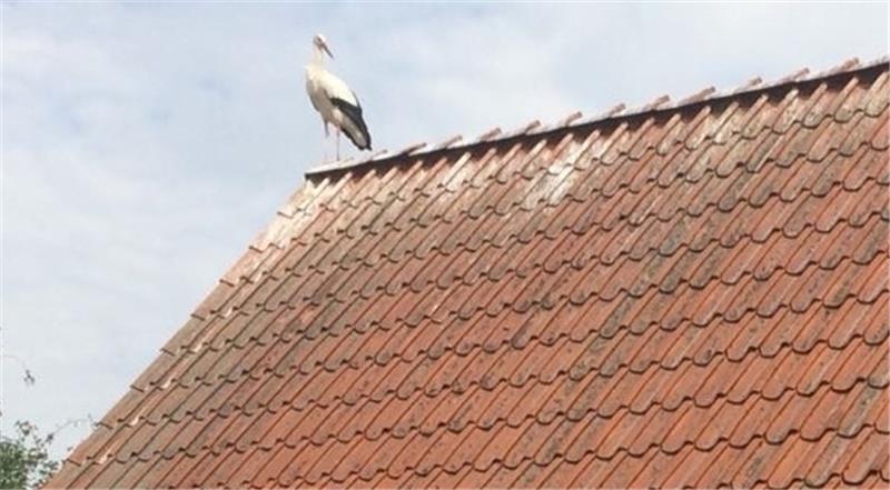 Willi kann fliegen. In diesen Tagen hat sich der Storch von der Verdener Aufzuchtstation aus auf die Reise gen Süden gemacht. Foto Schmädjens