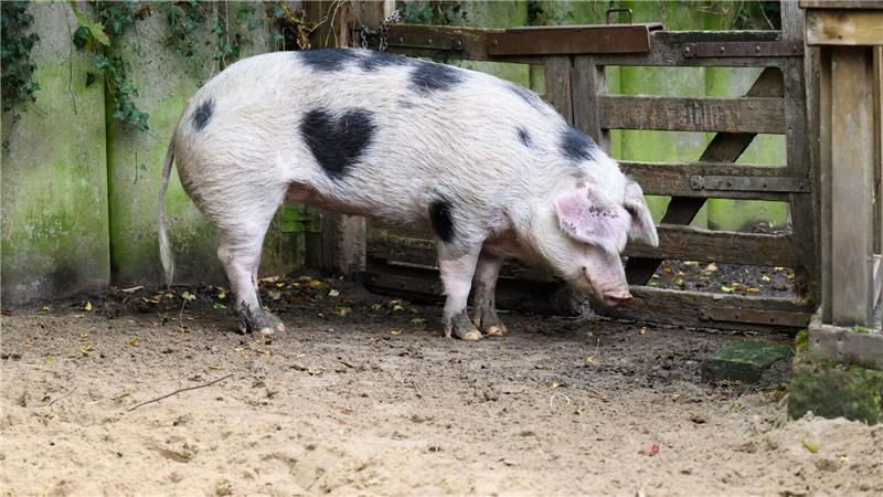 Wilma ist ein Schwein mit Herz.