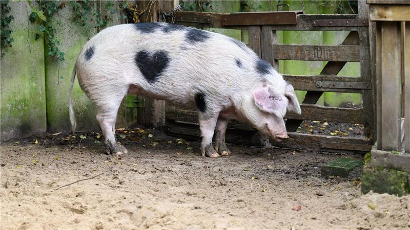 „Passt zum Charakter“ - Schwein mit Herzfleck im Fell „Wilma“ wird von den Pflegern auch „Herzchen“ genannt.