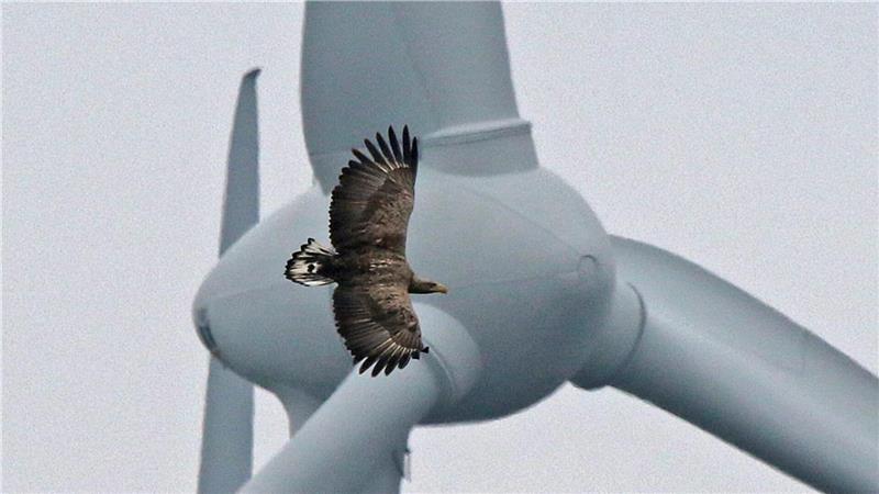 Geretteter Adler wird bald für Nachwuchs sorgen Windkraftanlagen können für Seeadler gefährlich werden. Auch der Seeadler, von dem diese Geschichte erzählt, verletzte sich schwer an einem Windkraftrad.Foto: Baum