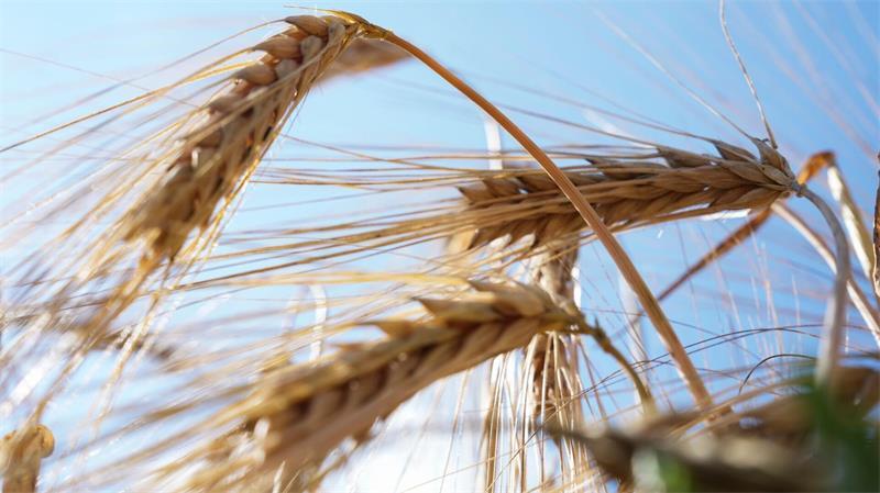 Wintergerste - hier vor einigen Wochen und kurz vor der Ernte - ist eine wichtige Getreideart in Deutschland. (Archivbild)