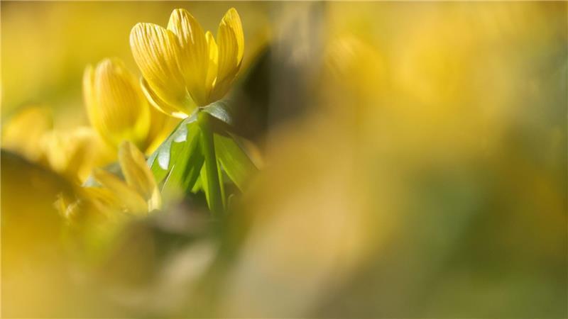 Winterlinge blühen in Baden-Württemberg