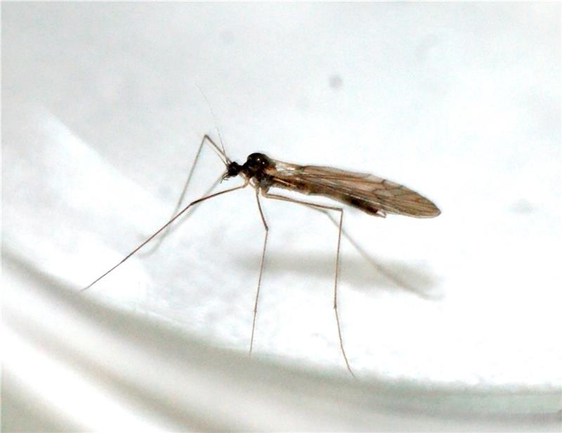 Harmlose Mücken schwärmen in der kalten Jahreszeit Wintermücken lassen den Menschen in Ruhe. Foto: Kurtze