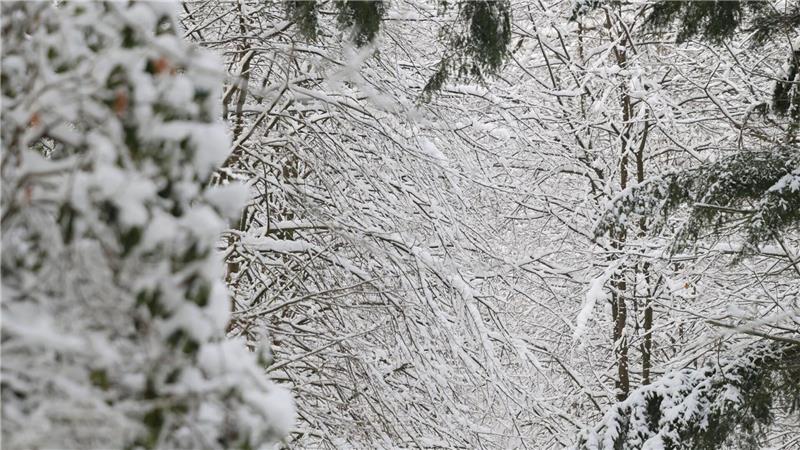 Schneewinter quartiert sich im Norden ein Winterspaziergang in Hamburg.