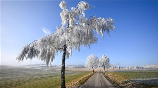 Wintertraum: Raureif bei strahlendem Sonnenschein