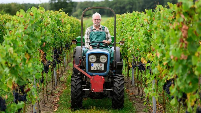Weinlese im Norden: Solaris statt Riesling Winzer Jan Alvermann fährt die Weinreben ab.