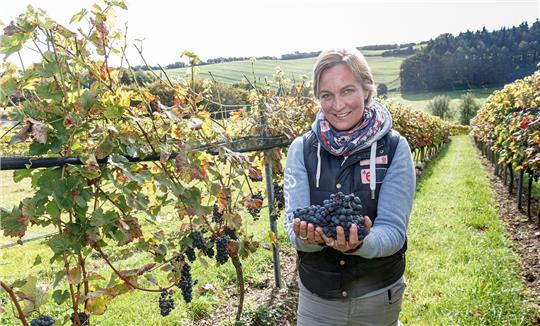 Winzerin Melanie Engel zeigt Trauben der Sorte Cabernet Cortis, aus denen sie einen Blanc de Noir keltern will. Foto: Markus Scholz/dpa