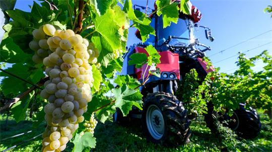 Winzervereinigung Freyburg beginnt Weinlese in Zscheiplitz