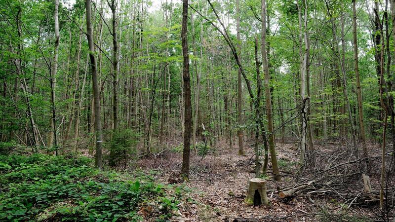 „Wir müssen die anfälligen, naturfernen Waldbestände zu naturnahen, klimafesten Mischwäldern entwickeln.“