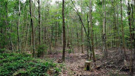 „Wir müssen die anfälligen, naturfernen Waldbestände zu naturnahen, klimafesten Mischwäldern entwickeln.“