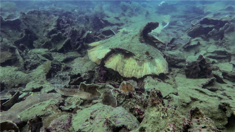 Riff am Limit: Great Barrier Reef verliert massiv Korallen Wirbelstürme haben den Korallen am Great Barrier Reef ebenfalls zugesetzt.