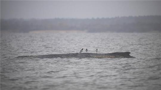 Wird der Buckelwal es schaffen?