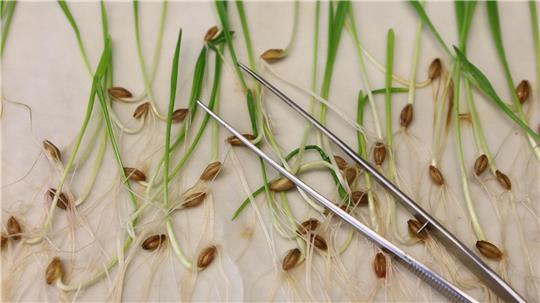 Wird es künftig einfacher, an gentechnisch veränderten Pflanzen zu forschen? (Archivbild) 