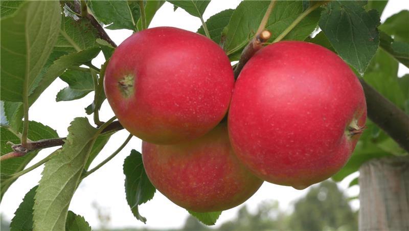 Wissenschaft befruchtet Obstbau: Früchte der allergikerfreundlichen Pompur-Apfelsorte ZIN 168 hängen am Baum.