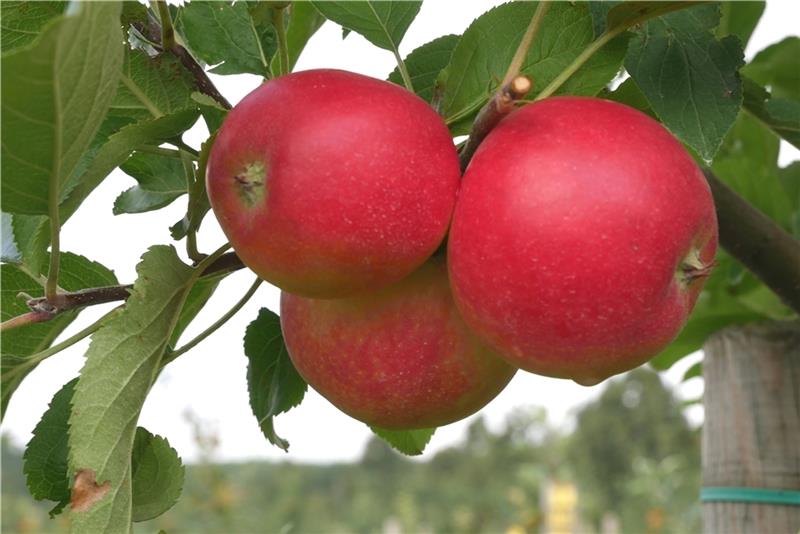 Wissenschaft befruchtet den Obstbau: Früchte der allergikerfreundlichen Apfelsorte ZIN 168 hängen am Baum, die ersten größeren Mengen kommen 2026/2027 in die Supermärkte. Foto: Hochschule Osnabrück