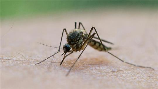 Witterungsbedingt: Die ersten Stechmücken sind bereits geschlüpft.