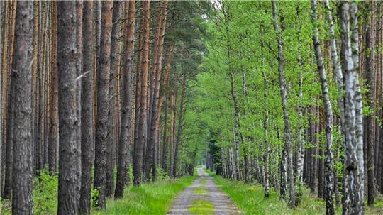 Wo Kiefern auf Birken treffen: Diese Allee verläuft im Wald bei Jacobsdorf in Brandenburg. (Archivfoto)