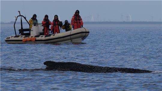 Wo der Wal aktuell genau ist, ist nicht bekannt.