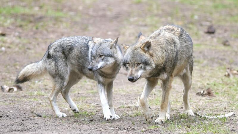 „Schutzjagd“ auf Wolf: Experte rät zu schnellen Abschüssen Wölfe