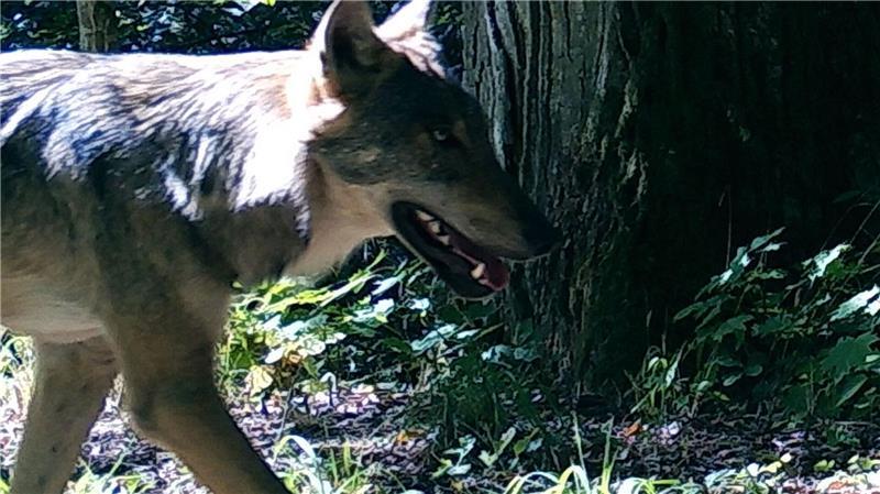 Wölfe behalten ihre Furcht vor Menschen auch dort, wo sie unter Schutz stehen.