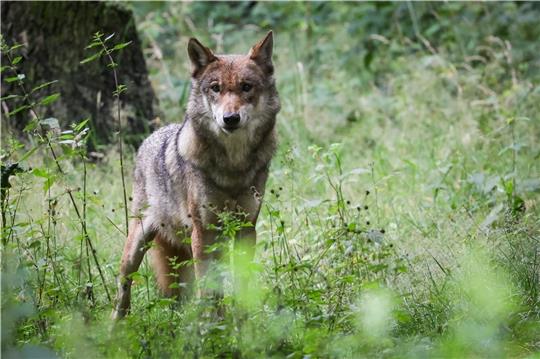 Wölfe breiten sich zurzeit in Niedersachsen stark aus. Foto:dpa