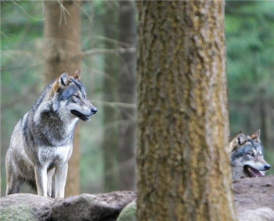 Wölfe breiten sich zurzeit in Niedersachsen stark aus. Foto: Christian Schmidt/Gehegeaufnahme