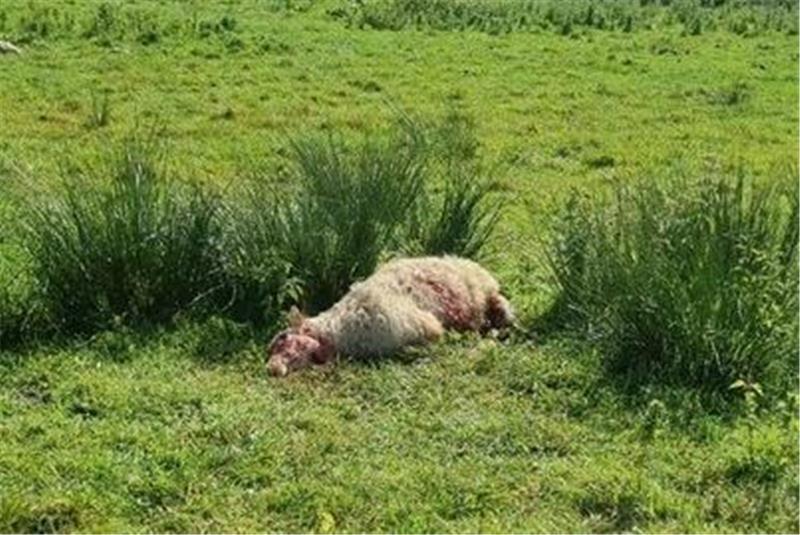Wölfe haben eine Schafsherde in der Barger Heide fast ausgelöscht.