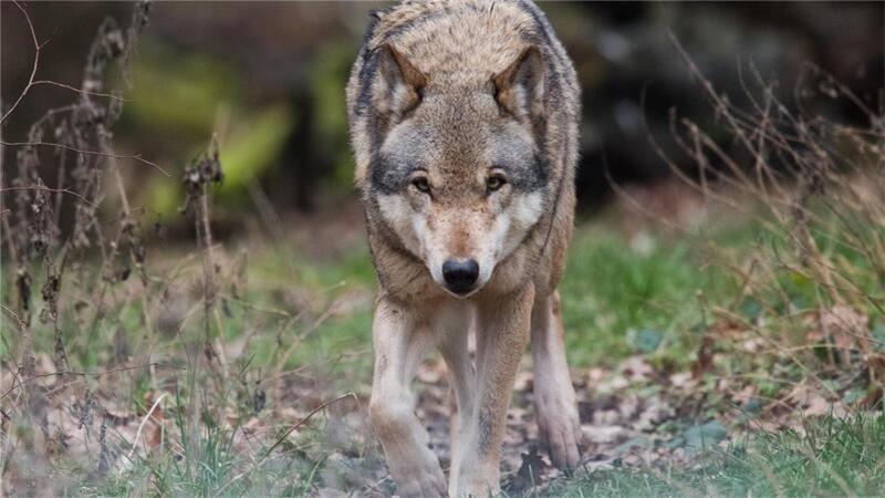 Wolf erreicht die Region Buxtehude: Mehrere Angriffe in den vergangenen Wochen Wölfe haben in der Nähe von Elstorf mehrere Schafe gerissen (Symbolbild).
