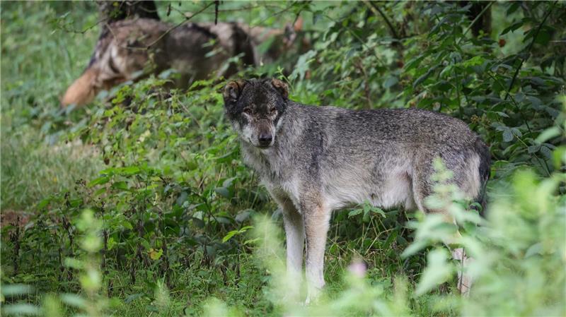 Rund 40 Schafe in diesem Jahr bisher von Wölfen getötet Wölfe haben in diesem Jahr mehr als zwei Dutzend Schafe in Schleswig-Holstein gerissen.(Archivbild)
