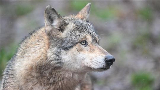 Wölfe haben sich in den vergangenen Jahren wieder in Deutschland ausgebreitet. (Symbolbild)