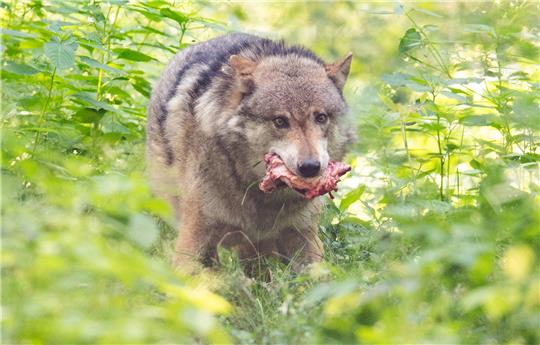 Wölfe im Kreis Rotenburg haben vorwiegend Wildtiere wie Rehe auf dem Speiseplan. Foto: Boris Roessler/dpa