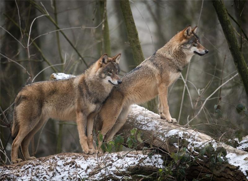 Wölfe in einem Gehege des Biotopwildpark Anholter Schweiz in Isselburg (Nordrhein-Westfalen). Das Rudel in dem Wildpark nahe der niederländischen Grenze besteht aus neun Tieren. Foto Bernd Thissen