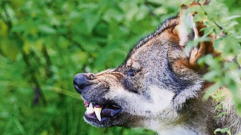 Ein Wolf fletscht die Zähne im Gehege im Wisentgehege Springe. Die eurasischen Wölfe in dem Tierpark haben im Mai Nachwuchs bekommen. Die scheuen Jungtiere bekommen Besucher aber nur selten zu sehen. Währenddessen geht die Diskussion um freilebende Wölfe in Niedersachsen weiter - insbesondere um ein Wolfsmanagement, um beispielsweise auch auffällige Wölfe entnehmen zu können. +++ dpa-Bildfunk +++
