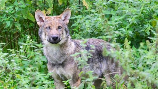 Wölfe stehen unter strengem Naturschutz und dürfen nur mit einer behördlichen Ausnahmegenehmigung unter strengen Voraussetzungen geschossen werden.