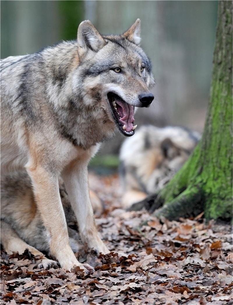 Wölfe reißen Damwild bei Dollern – Mehrere Tiere unterwegs Wölfe streifen durch die Feldmark bei Dollern und den Rüstjer Forst. Mehrere Jünglinge haben jetzt Damwild am Hagener Weg gerissen. Die Wildkamera der Jäger konnte die Tiere noch nicht ablichten. Symbol-Foto: Wagner/dpa