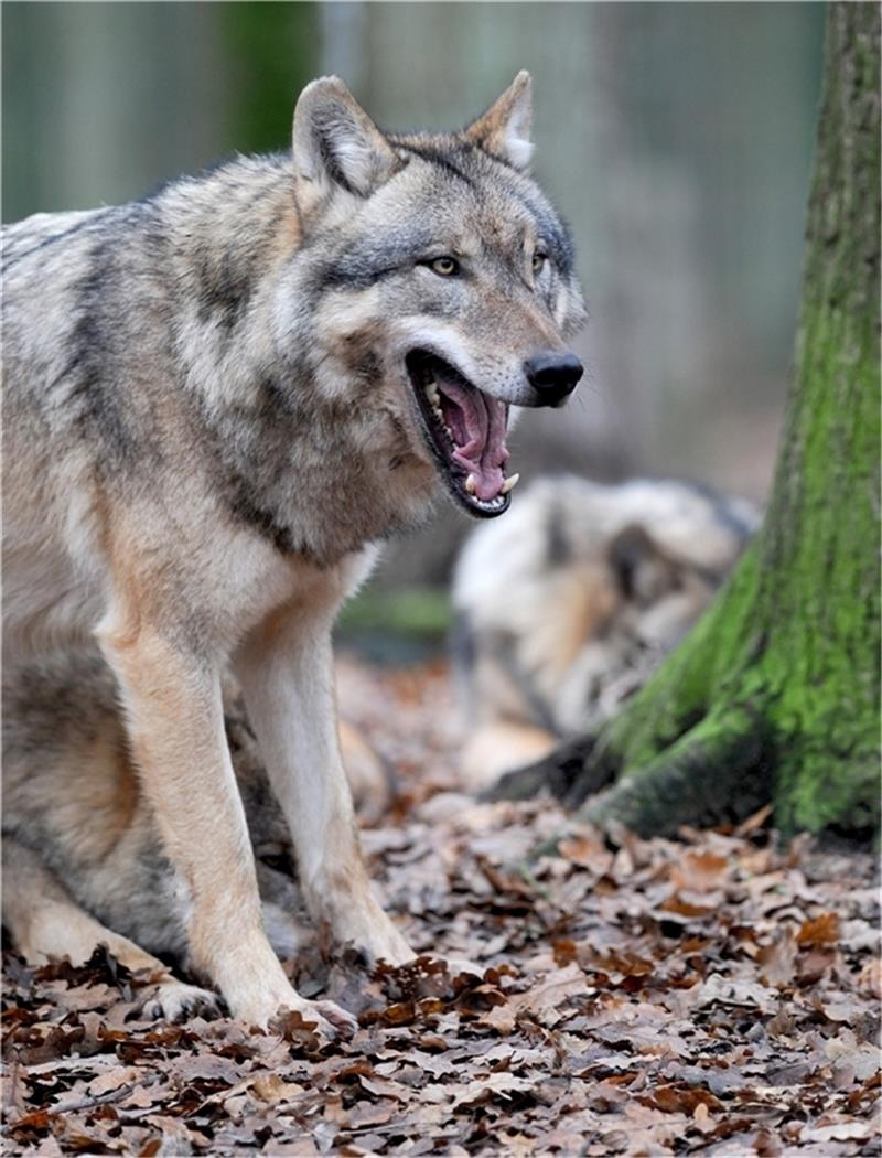 Wölfe streifen durch die Feldmark bei Dollern und den Rüstjer Forst. Mehrere Jünglinge haben jetzt Damwild am Hagener Weg gerissen. Die Wildkamera der Jäger konnte die Tiere noch nicht ablichten. Symbol-Foto: Wagner/dpa