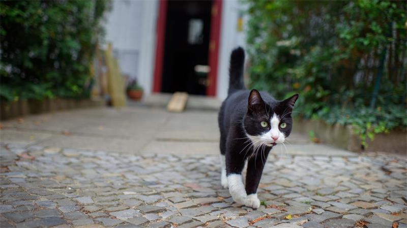 GPS und KI: Wie viel Hightech braucht meine Mieze? Wohin schleicht der Kater draußen?