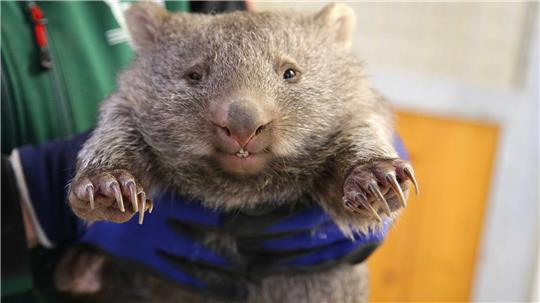 Wonneproppen: Ein Wombat-Baby wird im Bergzoo in Halle gehalten.